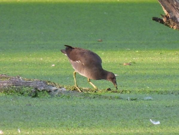Gallinella d'acqua  - Zaffaroni Paolo