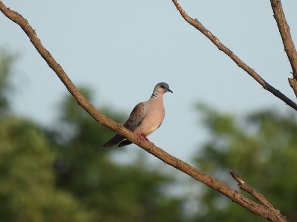 Tortora selvatica  - Zaffaroni Paolo
