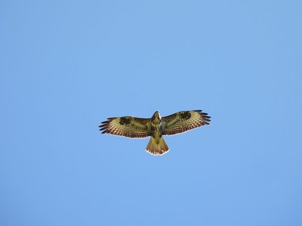 Poiana  - Zaffaroni Paolo