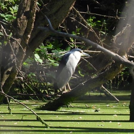 Nitticora  - Zaffaroni Paolo