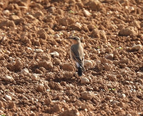Culbianco  - Zaffaroni Paolo