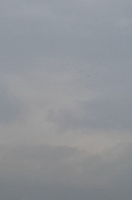 Gru  - Zaffaroni Paolo