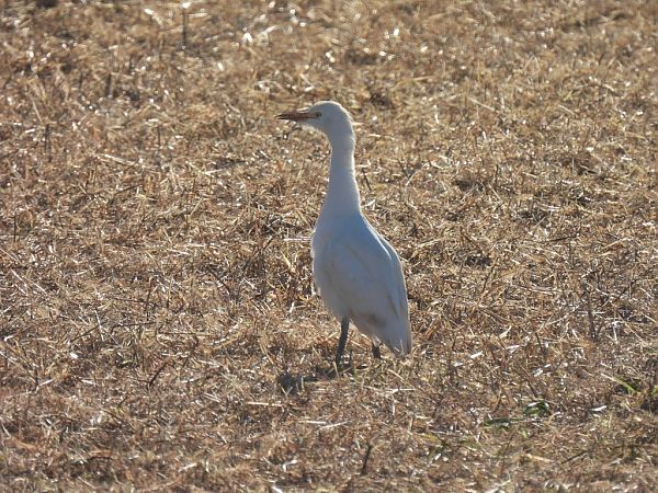 Airone guardabuoi  - Zaffaroni Paolo