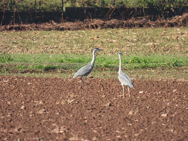 Airone cenerino  - Zaffaroni Paolo