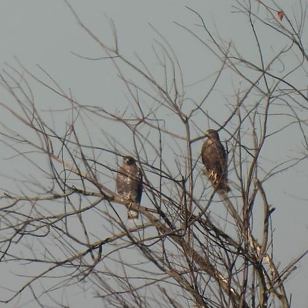 Poiana  - Zaffaroni Paolo