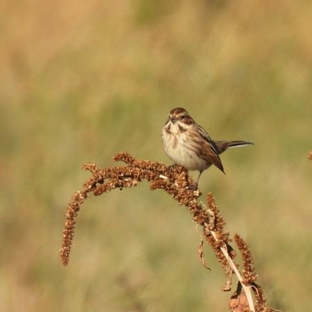 Migliarino di palude  - Zaffaroni Paolo