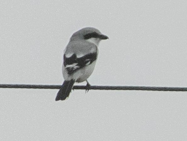 Averla maggiore  - Paolo Zucca