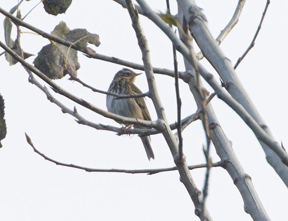 Olive-backed Pipit  - Paolo Zucca