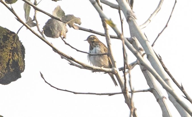 Prispolone indiano  - Paolo Zucca