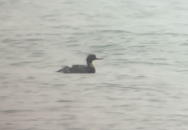 Smergo minore  - Paolo Zucca