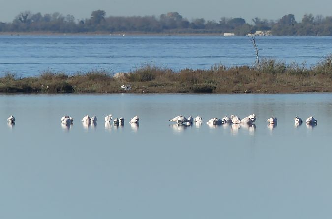 Fenicottero  - Paolo Utmar (FVG)