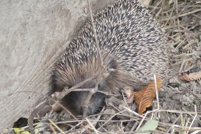 Riccio europeo  - Paolo Utmar (FVG)