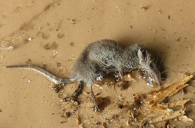 Mammifero indet.  - Paolo Utmar (FVG)