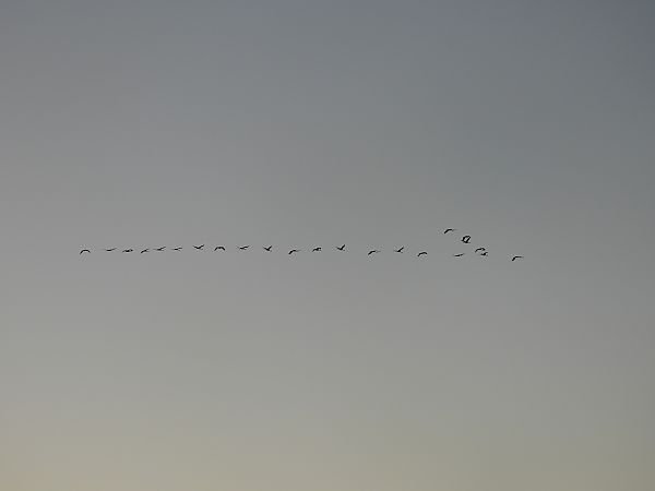 Gru  - Maria Paola Girardo