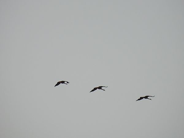 Gru  - Maria Paola Girardo