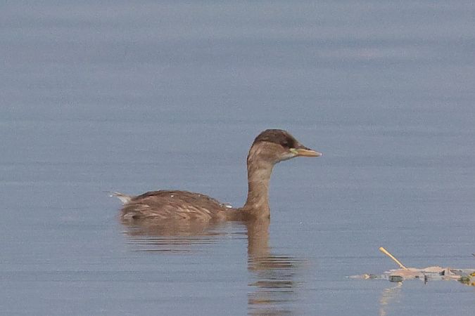 Tuffetto  - Filippo Ferraioli