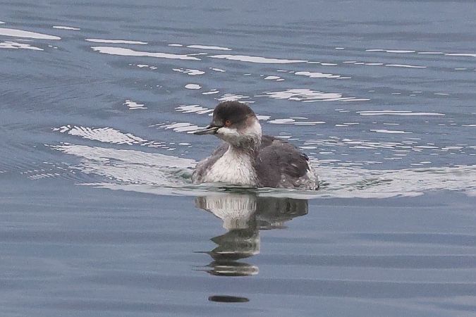 Svasso piccolo  - Filippo Ferraioli