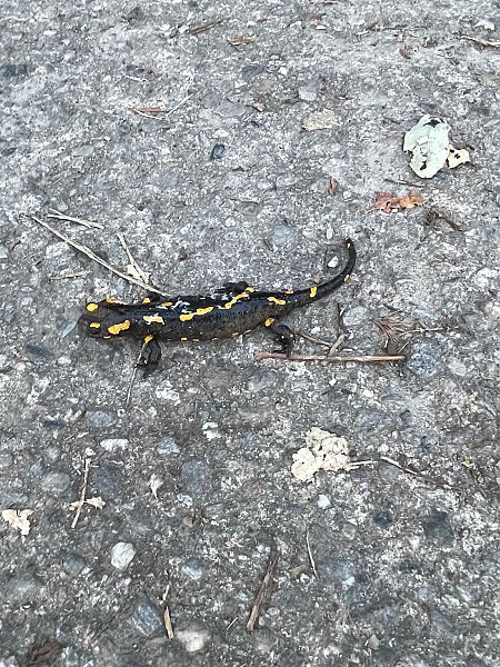 Salamandra pezzata  - Filippo Ferraioli