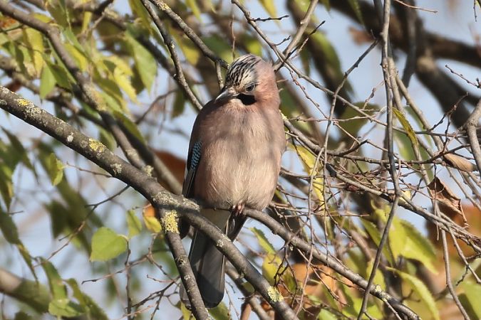Ghiandaia  - Filippo Ferraioli