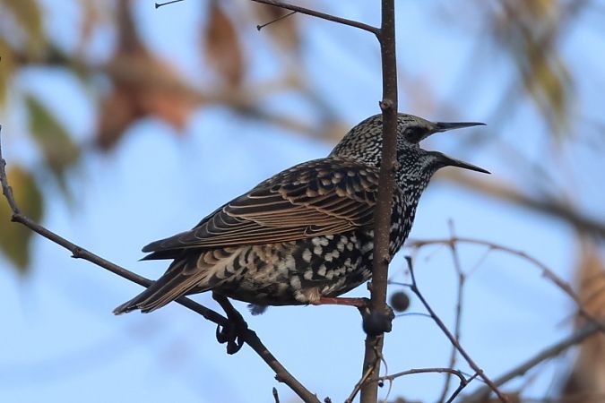 Storno  - Filippo Ferraioli