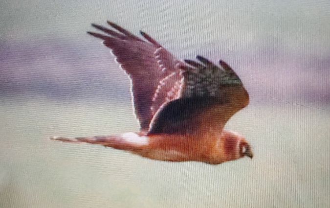 Albanella pallida  - Lorenzo Dalla Libera