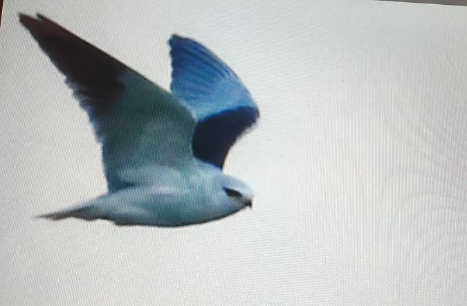 Nibbio bianco  - Lorenzo Dalla Libera