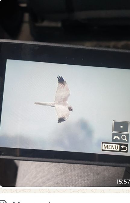 Albanella pallida  - Mauro Fenati