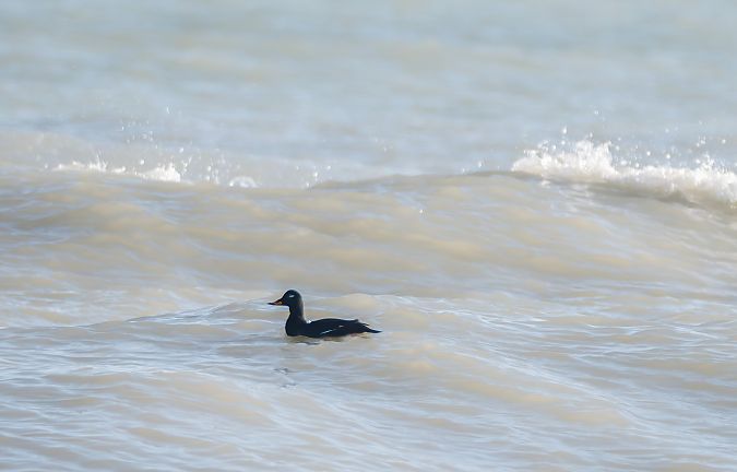 Samtente  - Mauro Fenati