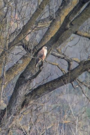 Poiana codabianca  - Antonio Monaco