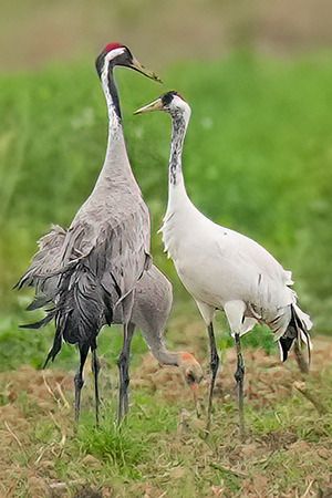 Gru  - Riccardo Sirna