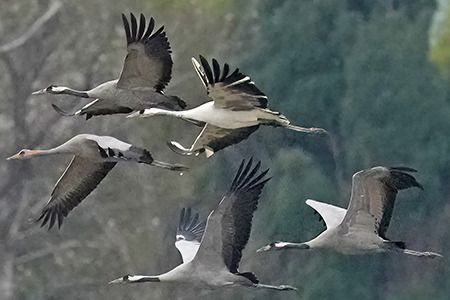 Gru  - Riccardo Sirna