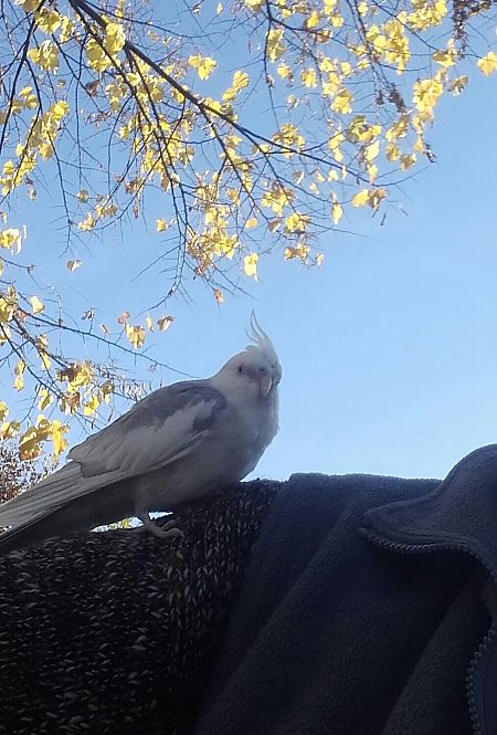 Calopsitta  - Vittorio Piola