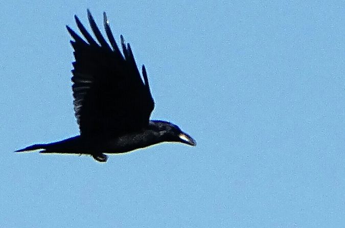 Corvo imperiale  - Vittorio Piola