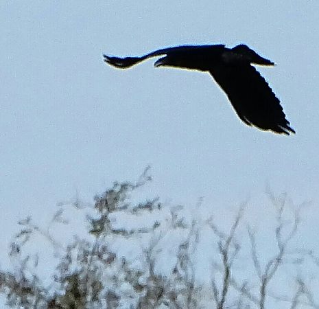 Corvo imperiale  - Vittorio Piola