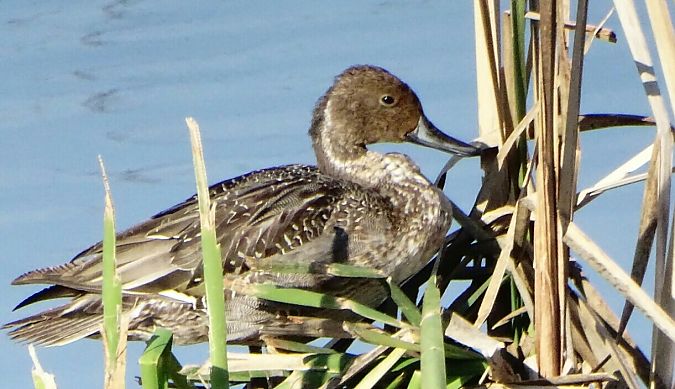 Codone  - Vittorio Piola