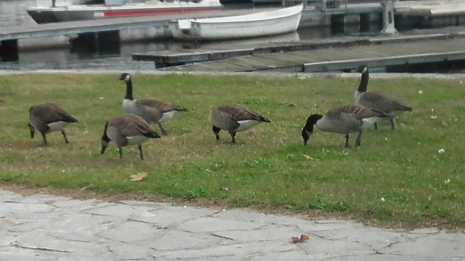 Oca canadese  - Vittorio Piola