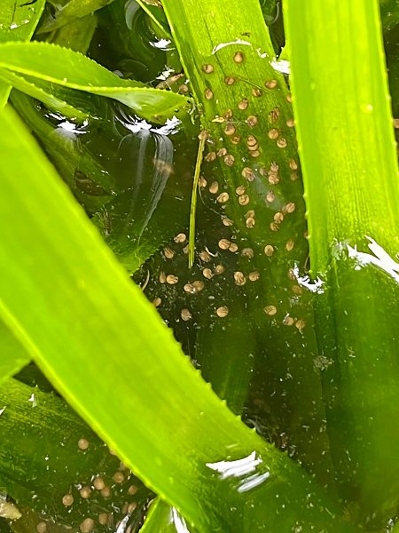 Raganella italiana  - Pier Luigi Taiariol