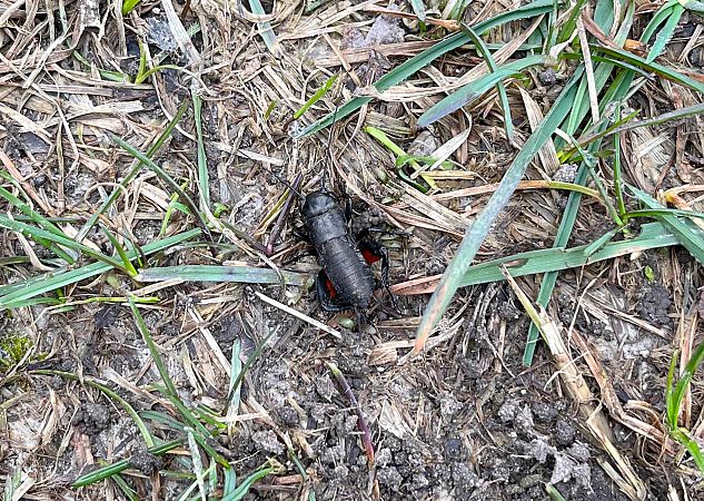 Gryllus campestris  - Pier Luigi Taiariol