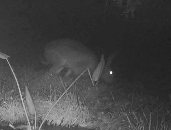 Lepre comune  - Pier Luigi Taiariol