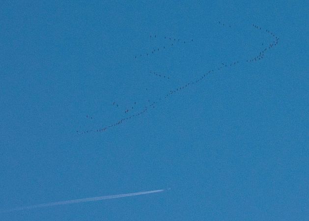 Gru  - Pier Luigi Taiariol