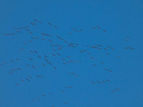 Gru  - Pier Luigi Taiariol