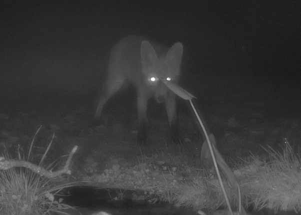 Volpe  - Pier Luigi Taiariol