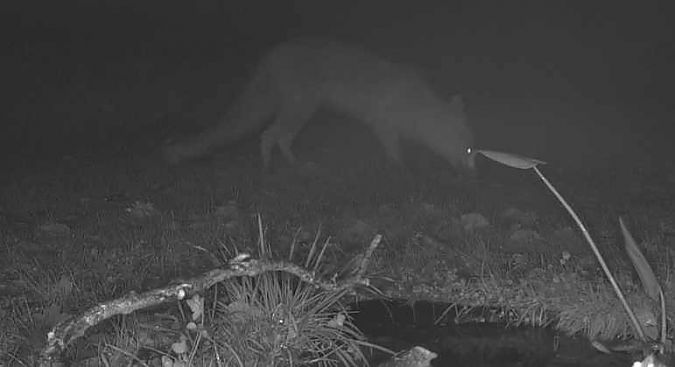 Volpe  - Pier Luigi Taiariol