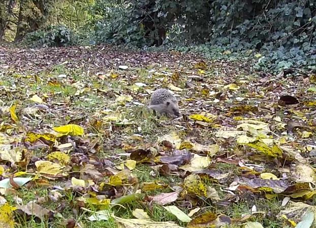 Riccio europeo  - Pier Luigi Taiariol