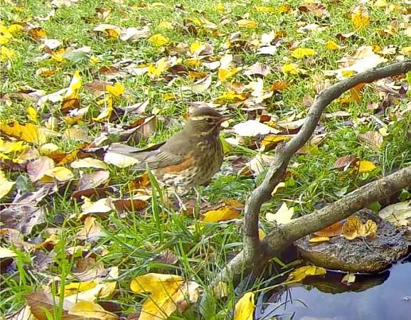 Tordo sassello  - Pier Luigi Taiariol