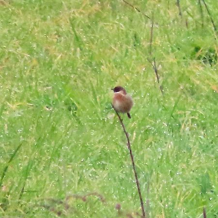 Saltimpalo comune  - Enrico Bissardella