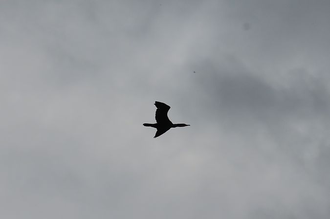 Cormorano  - Enrico Bissardella