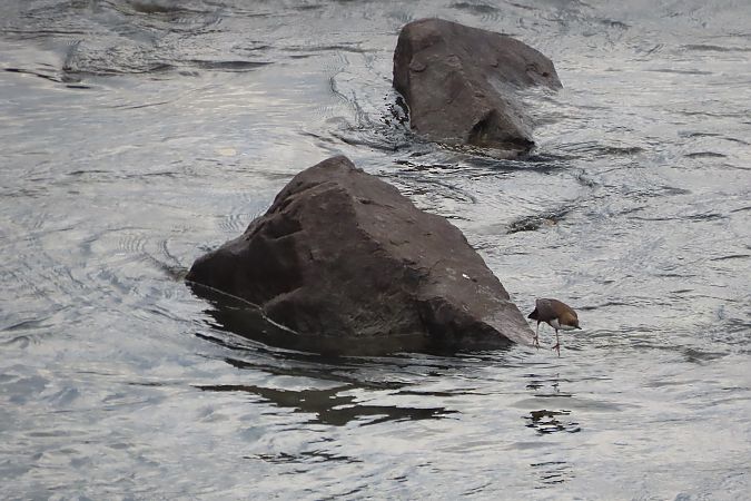 Merlo acquaiolo  - Enrico Bissardella
