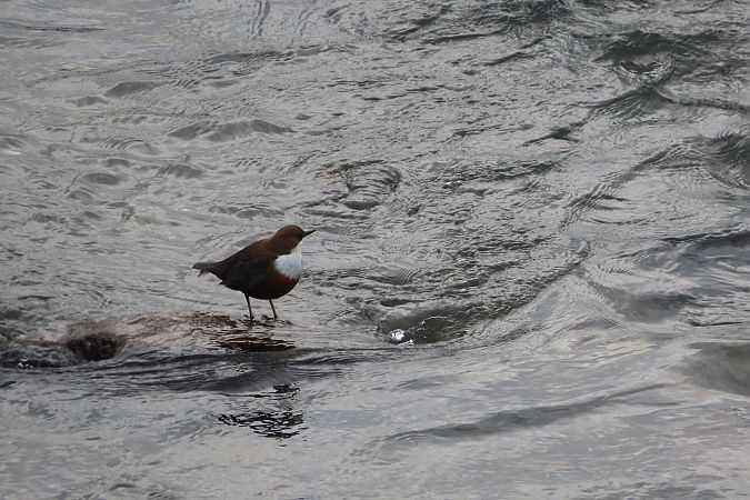 Merlo acquaiolo  - Enrico Bissardella