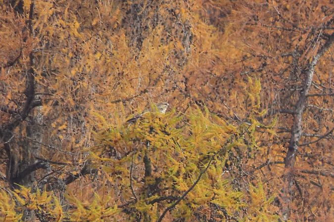 Rapace indeterminato  - Enrico Bissardella